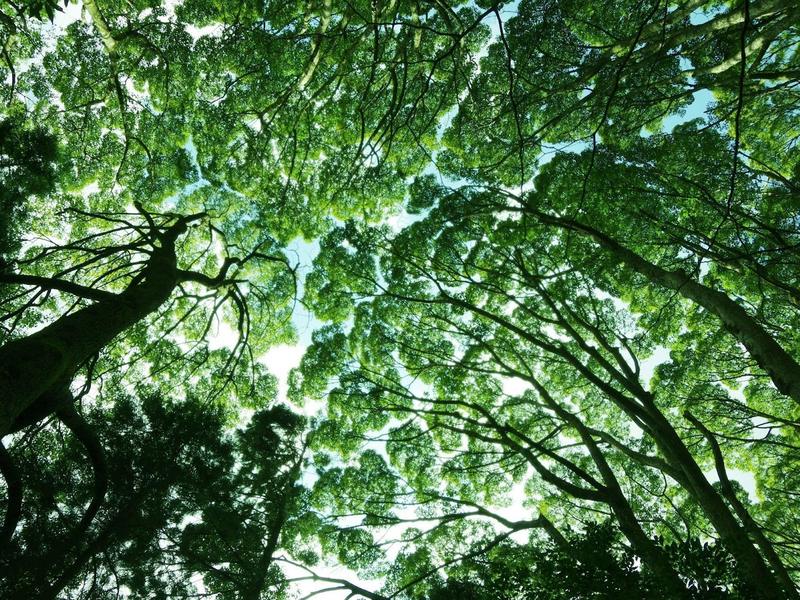 幕山公園のクスノキの純林を見上げる
